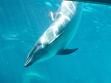 写真：南知多ビーチランドのイルカ
